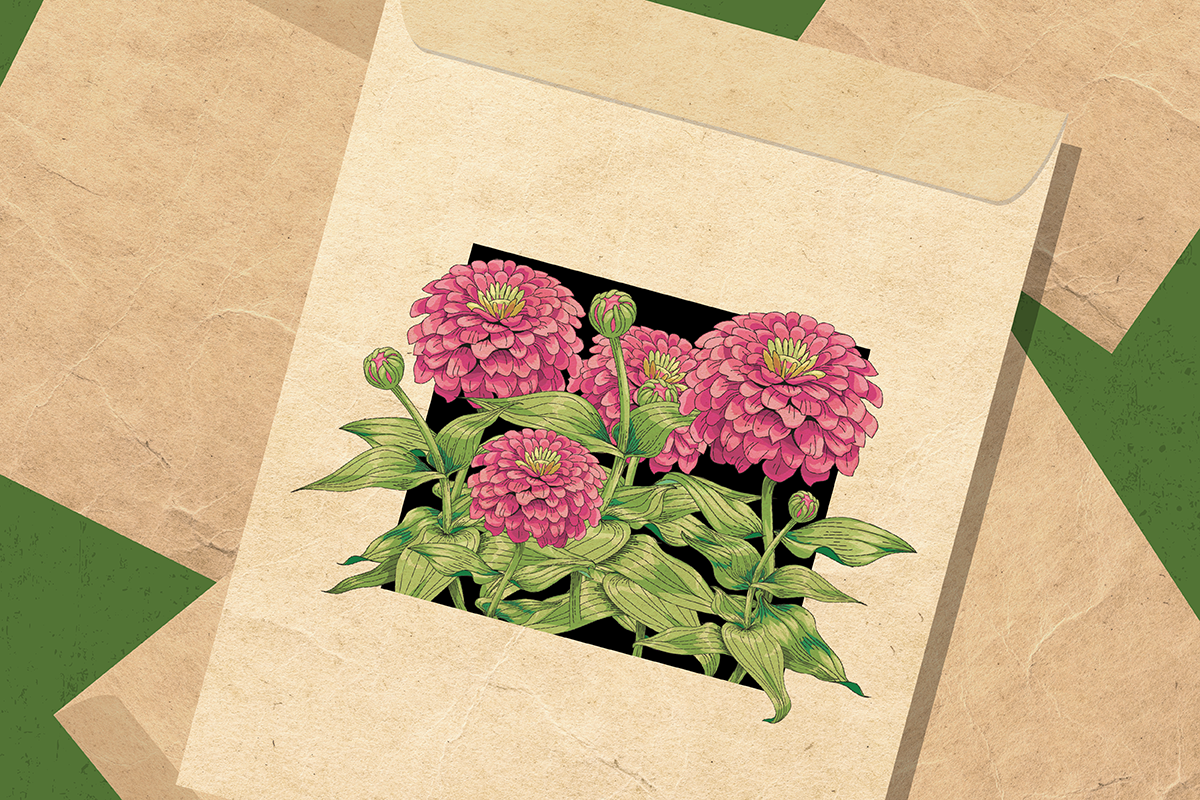 pink zinnia flowers exploding out of a seed packet illustration